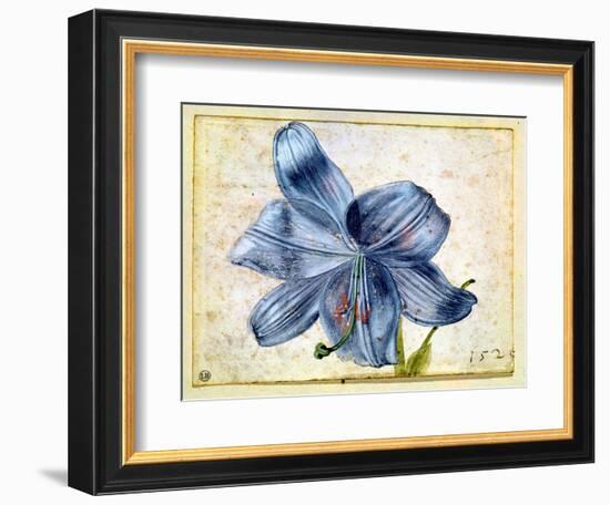 Study of a Lily, 1526-Albrecht Dürer-Framed Giclee Print