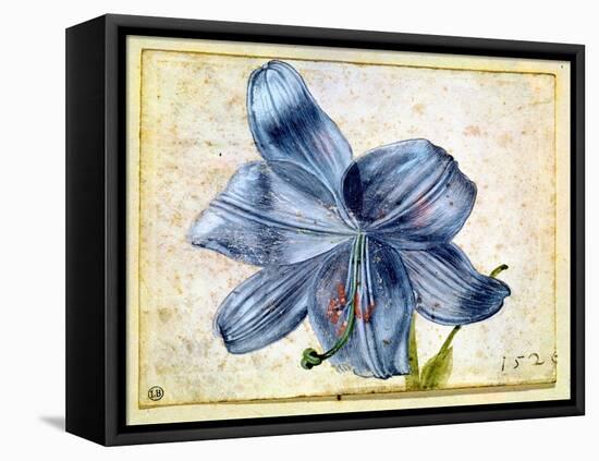 Study of a Lily, 1526-Albrecht Dürer-Framed Premier Image Canvas