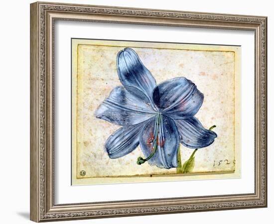 Study of a Lily, 1526-Albrecht Dürer-Framed Giclee Print