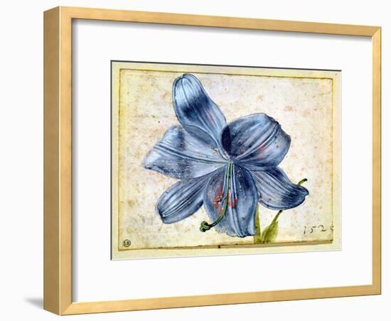 Study of a Lily, 1526-Albrecht Dürer-Framed Giclee Print