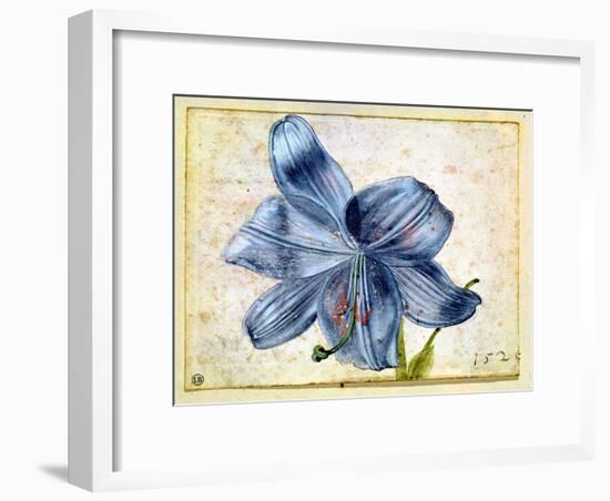 Study of a Lily, 1526-Albrecht Dürer-Framed Giclee Print