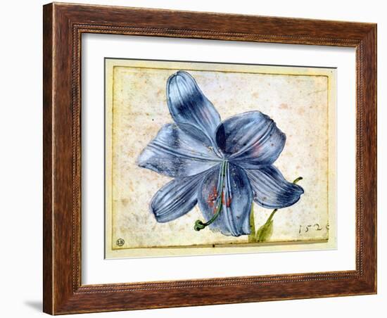 Study of a Lily, 1526-Albrecht Dürer-Framed Giclee Print