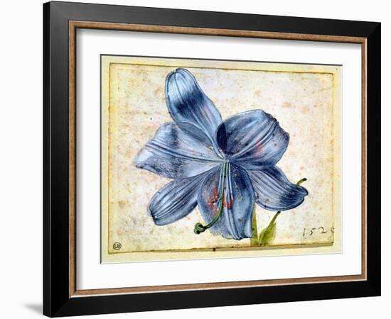 Study of a Lily, 1526-Albrecht Dürer-Framed Giclee Print