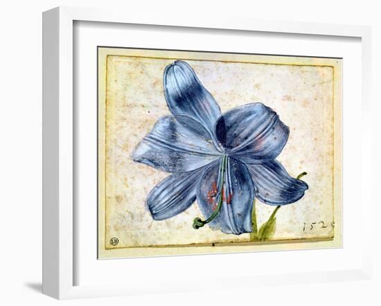 Study of a Lily, 1526-Albrecht Dürer-Framed Giclee Print