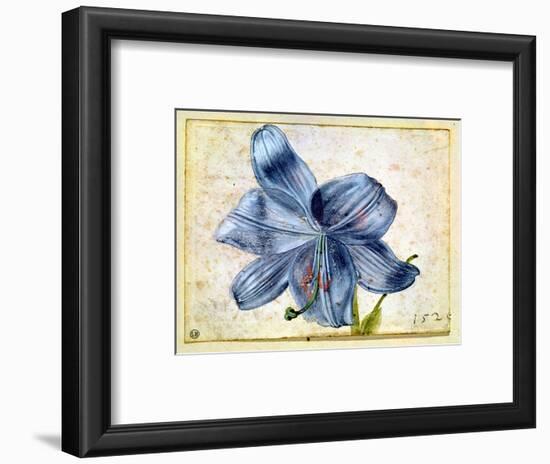 Study of a Lily, 1526-Albrecht Dürer-Framed Premium Giclee Print