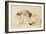 Study of a Lion, 1879-William Huggins-Framed Giclee Print