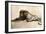 Study of a Lion, 1913-Rembrandt van Rijn-Framed Premium Giclee Print