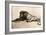 Study of a Lion, 1913-Rembrandt van Rijn-Framed Giclee Print