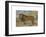 Study of a Lion-Rosa Bonheur-Framed Premium Giclee Print