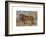 Study of a Lion-Rosa Bonheur-Framed Premium Giclee Print