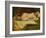 Study of a Nude Female Sleeping-William Etty-Framed Giclee Print