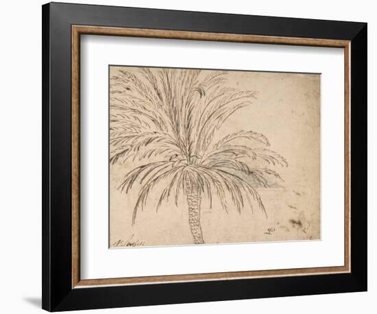 Study of a Palm Tree, C.1635-40 (Pen and Brown Ink, over Traces of Black Chalk)-Nicolas Poussin-Framed Giclee Print