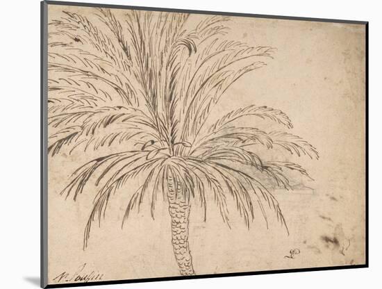 Study of a Palm Tree, C.1635-40 (Pen and Brown Ink, over Traces of Black Chalk)-Nicolas Poussin-Mounted Giclee Print