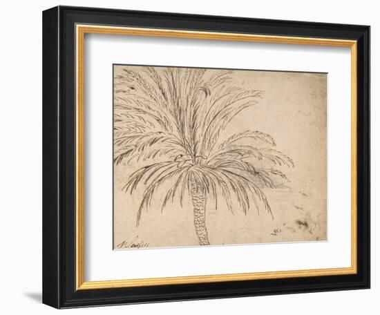 Study of a Palm Tree, C.1635-40 (Pen and Brown Ink, over Traces of Black Chalk)-Nicolas Poussin-Framed Giclee Print