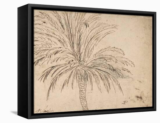 Study of a Palm Tree, C.1635-40 (Pen and Brown Ink, over Traces of Black Chalk)-Nicolas Poussin-Framed Premier Image Canvas