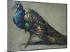 Study of a Peacock for 'The Judgement of Paris'-William Etty-Mounted Giclee Print