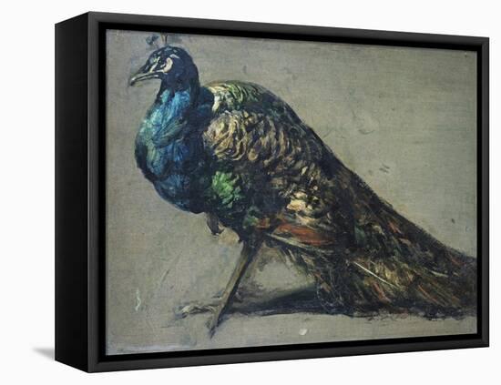 Study of a Peacock for 'The Judgement of Paris'-William Etty-Framed Premier Image Canvas