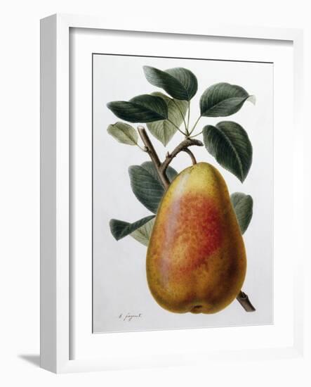 Study of a Pear-Adrienne Faguet-Framed Giclee Print