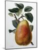 Study of a Pear-Adrienne Faguet-Mounted Giclee Print