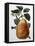 Study of a Pear-Adrienne Faguet-Framed Premier Image Canvas