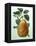 Study of a Pear-Adrienne Faguet-Framed Premier Image Canvas