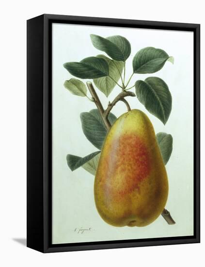 Study of a Pear-Adrienne Faguet-Framed Premier Image Canvas