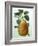 Study of a Pear-Adrienne Faguet-Framed Giclee Print