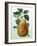 Study of a Pear-Adrienne Faguet-Framed Giclee Print