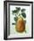 Study of a Pear-Adrienne Faguet-Framed Giclee Print