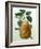 Study of a Pear-Adrienne Faguet-Framed Giclee Print