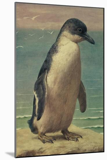 Study of a Penguin-Henry Stacey Marks-Mounted Giclee Print