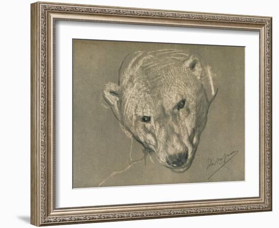 'Study of a Polar Bear's Head', c1901-John MacAllan Swan-Framed Giclee Print