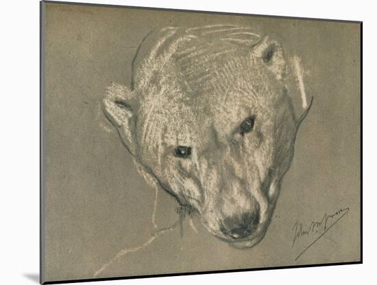 'Study of a Polar Bear's Head', c1901-John MacAllan Swan-Mounted Giclee Print