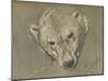 'Study of a Polar Bear's Head', c1901-John MacAllan Swan-Mounted Giclee Print