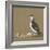 Study of a Razorbill-German School-Framed Giclee Print