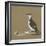 Study of a Razorbill-German School-Framed Giclee Print