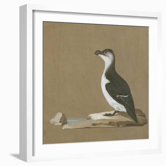 Study of a Razorbill-German School-Framed Giclee Print