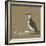 Study of a Razorbill-German School-Framed Giclee Print