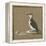 Study of a Razorbill-German School-Framed Premier Image Canvas