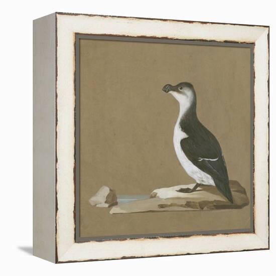 Study of a Razorbill-German School-Framed Premier Image Canvas