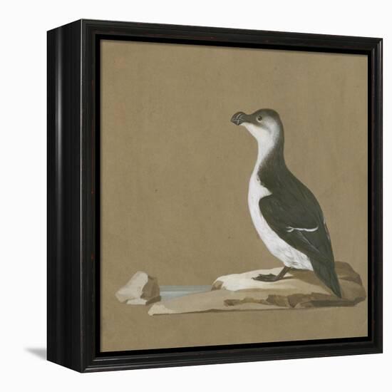 Study of a Razorbill-German School-Framed Premier Image Canvas