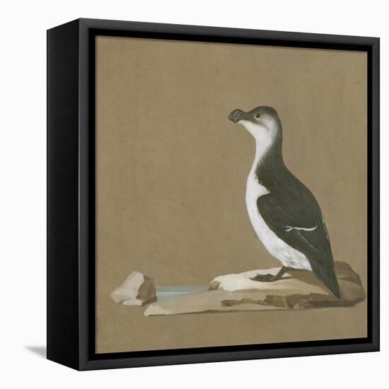 Study of a Razorbill-German School-Framed Premier Image Canvas