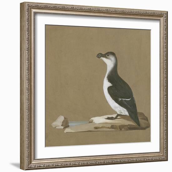 Study of a Razorbill-German School-Framed Giclee Print