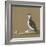 Study of a Razorbill-German School-Framed Giclee Print