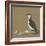 Study of a Razorbill-German School-Framed Giclee Print