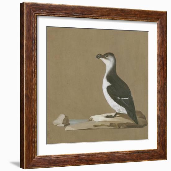 Study of a Razorbill-German School-Framed Giclee Print