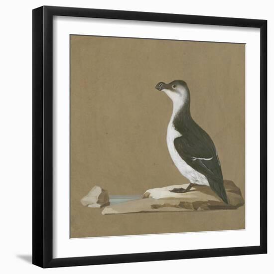 Study of a Razorbill-German School-Framed Giclee Print