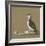 Study of a Razorbill-German School-Framed Giclee Print