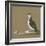 Study of a Razorbill-German School-Framed Giclee Print