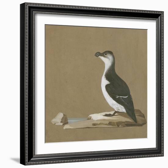 Study of a Razorbill-German School-Framed Giclee Print